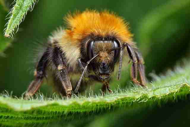 Bumble Bee Bee Insect Winged Insect  - Emphyrio / Pixabay