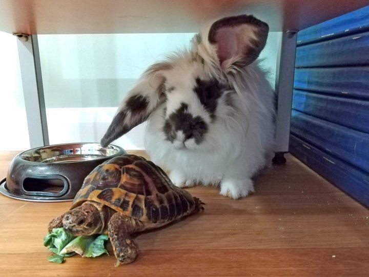 Critterish Corner: Family days